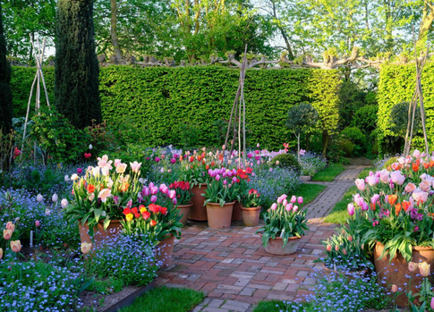 Время для цветов: что посадить на участке в мае