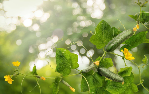 Зелененький он был: 5 интересных рецептов с молодыми огурчиками, чем они полезны