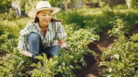 Второй шанс урожая: какие культуры можно и нужно засевать по второму кругу летом