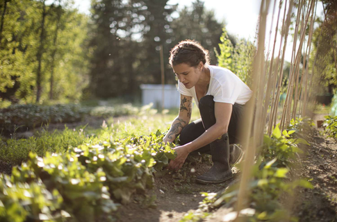 Прищипывание и другие секреты ухода за посадками в июле для хорошего урожая