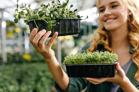 Огород должен работать и осенью: чем засадить грядки после сбора урожая