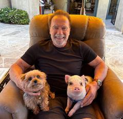 Вместо тысяч поклонников: Шварценеггер, Мур, Кидман, Бэкхем и их питомцы