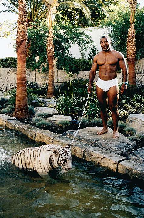 Майк Тайсон неоднократно использовал тигров как спарринг-партнеров