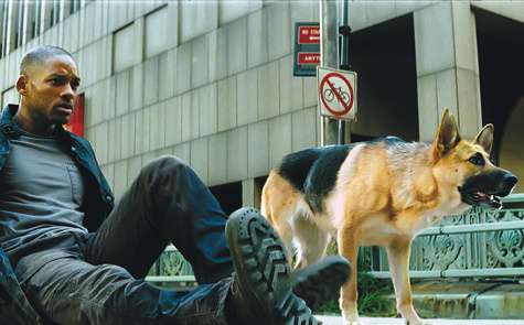 Во время съемок фильма «Я — легенда» (2007) Уилл Смит так привязался к Эбби, исполнившей роль собаки главного героя Саманты, что умолял ее хозяина отдать овчарку. Но владелец не поддался на уговоры кинозвезды, несмотря на обещанные ему дом и деньги, поэто