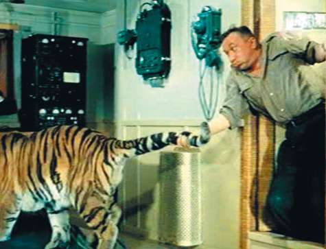 Чтобы снять этот крохотный эпизод, актеру Алексею Смирнову пришлось целый месяц просидеть возле клеток с тиграми, разговаривать с животными и кормить их. И когда звери немного привыкли к артисту, он рискнул схватить хищника за хвост.