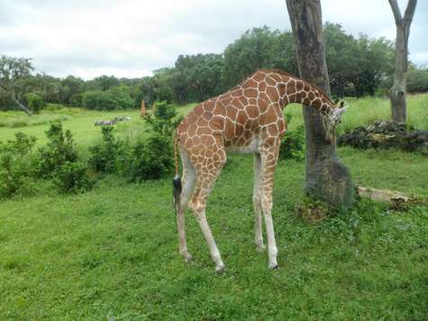 У сыновей cупругов Бекхэм по несколько крестных, среди которых Элтон Джон и Элизабет Херли. За право стать вторыми мамами и папами новорожденной дочки Виктории и Дэвида соревнуются не менее именитые люди. Например, Ева Лонгория и принц Уильям. У сыновей cупругов Бекхэм по несколько крестных, среди которых Элтон Джон и Элизабет Херли. За право стать вторыми мамами и папами новорожденной дочки Виктории и Дэвида соревнуются не менее именитые люди. Например, Ева Лонгория и принц Уильям.