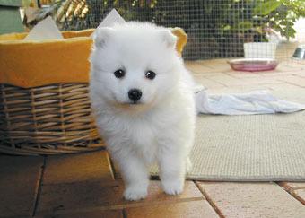 Слухи на бульваре