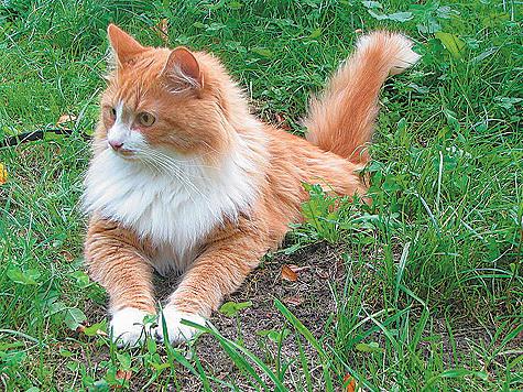 Кино ищет новых Матроскиных