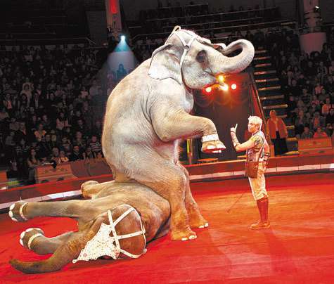 Юного Андрея на манеж вывел сам Юрий Никулин.