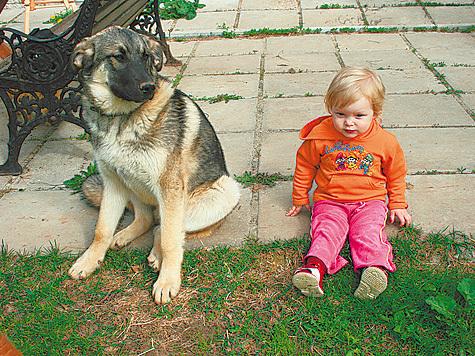 Четверолапые горожане