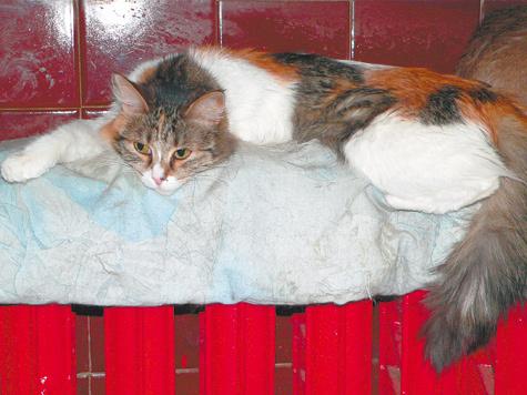 Тарифы на отопление в Москве будут расти