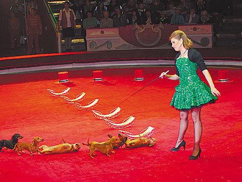 Такса для императрицы