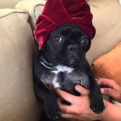 Леди Гага завела микроблог своей собаке