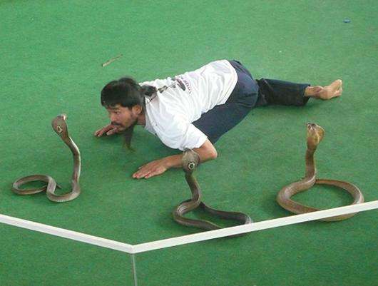 Нередко после представлений смертельно опасные змеи отправляются на обеденный стол.