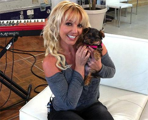 Бритни Спирс рассталась с женихом