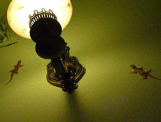 Тайцы называют гекконов «домовыми» и специально заманивают их в дом.