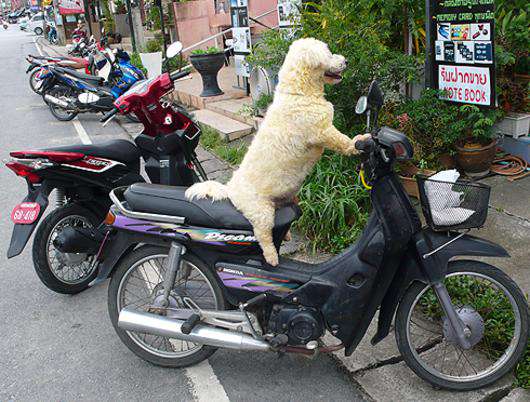 Передвигаться по острову без личного транспорта невозможно: автобусов здесь просто нет!