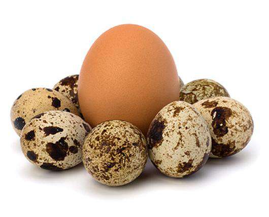 Какие яйца полезнее? Фото: Lori.ru.