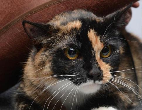 Кошка, которая вела дневник