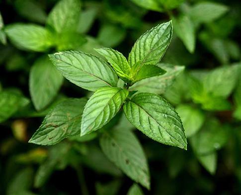 Кому противопоказана мята?