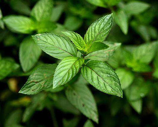 Мята может вызвать изжогу. Фото: Fotolia/PhotoXPress.ru.