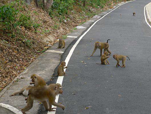 О существовании на острове Горы Обезьян почему-то мало кто знает.