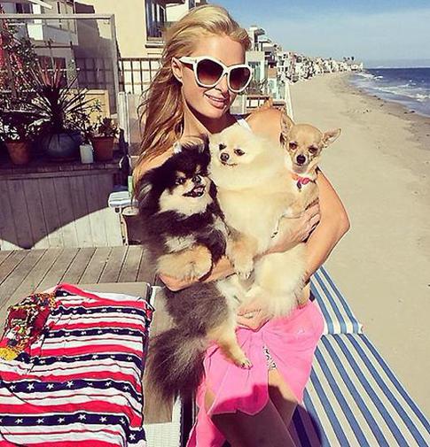 Собаки помогают звездам снять стресс