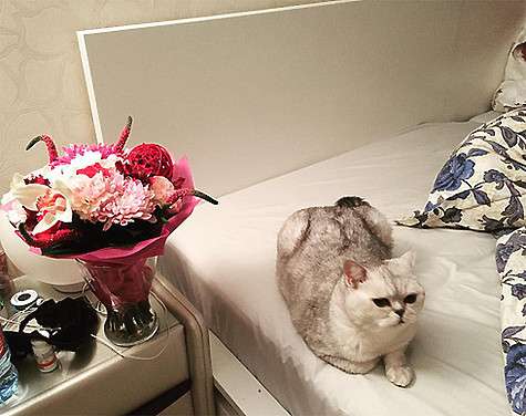 Кот Бородиной по кличке Шанти не захотел делить хозяйскую любовь с новым питомцем. Фото: Instagram.com/borodylia.