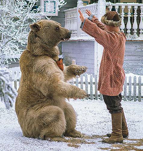 Медведь Степан, сыгравший в «Елках 1914», уже весьма знаменит. Он снимался у Михалкова в фильме «Сибрский цирюльник», у Прошкина в картине «Орда» и у Учителя в ленте «Край». Фото: материалы пресс-служб.