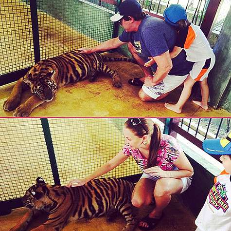 polinadibrova_dmitrydibrov: «Тигрята очень задорны и любознательны. Гладить их за голову и шею запрещено и подходить к ним можно только сзади». Фото: Instagram.com/polinadibrova_dmitrydibrov.