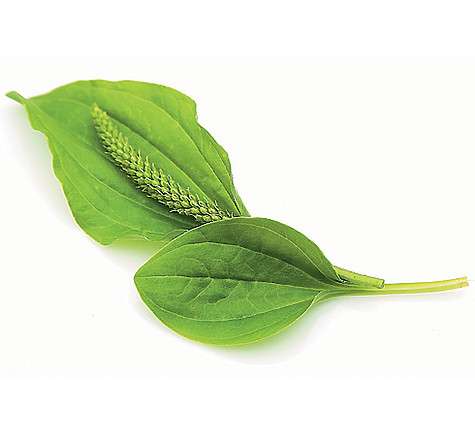 Подорожник.