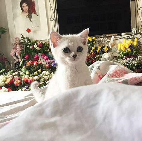 Анастасия Макеева показала подписчикам снимок одного белого котенка... Фото: Instagram.com.