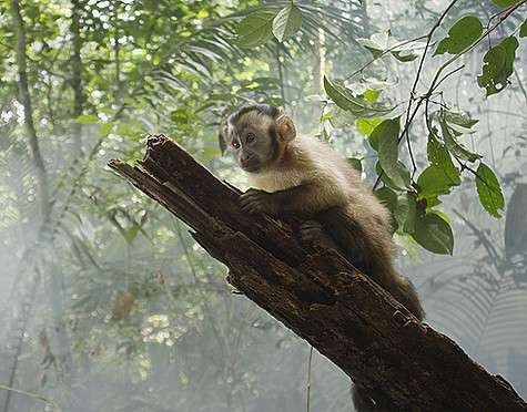 Тимур Родригез озвучил маленькую обезьянку, капуцина Тима, чудом выжившего в авиакатастрофе. Фото: материалы пресс-служб.