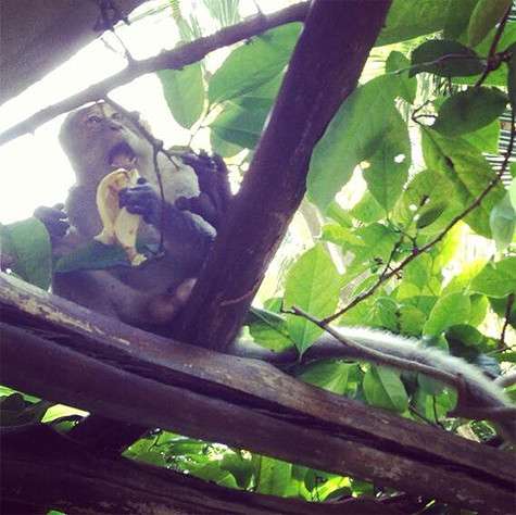 Обезьяна, взявшая Волочкову в заложники. Фото: Twitter.com.