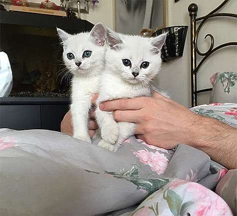 ...А потом - второго! Фото: Instagram.com.