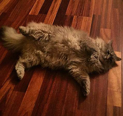 У Анастасии Волочковой пропал кот по кличке Жоржик. Фото: Instagram.com/volochkova_art.