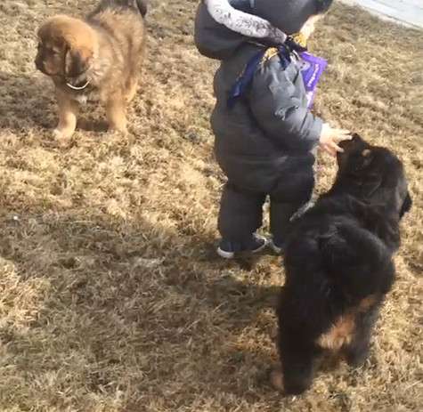 Щенков назвали Граф и Лорд. Фото: Instagram.com. Щенков назвали Граф и Лорд. Фото: Instagram.com.