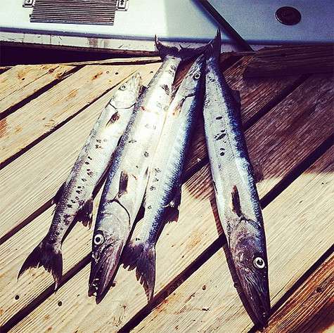 Улов Николая Баскова. Фото: Instagram.com.