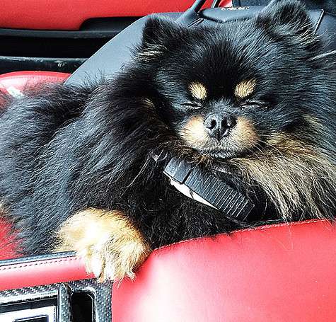 Изя вполне доволен жизнью, несмотря на клещей. Фото: Instagram.com/samoylovaoxana.