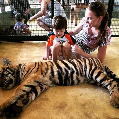 polinadibrova_dmitrydibrov: «Вообще, мы были в утреннее время. Все тигры после завтрака спят. Нам повезло на предыдущих двух фото, тигры были активны. А вот этот, как и полагается, отдыхал. Так что с ним можно было делать что хочешь, мы играли с его хвост