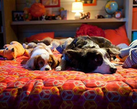 Настоящими звездами фильма стали четвероногие исполнители главных ролей Пират и Йоко. Фото: материалы пресс-служб.