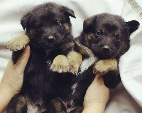 Родственники Даши и Артура - щенки Альбус и Бильбо - ищут хозяев. Фото: Facebook Дарьи Мельниковой