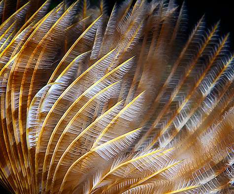 Главное правило дайвера - ничего не трогать под водой. Фото: Дмитрий Виноградов. Главное правило дайвера - ничего не трогать под водой. Фото: Дмитрий Виноградов.