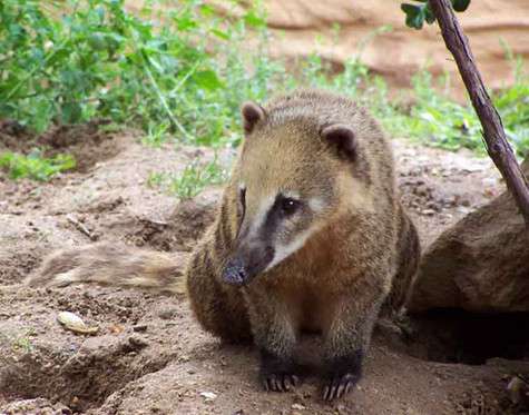 Носуха. Фото: материалы пресс-служб.