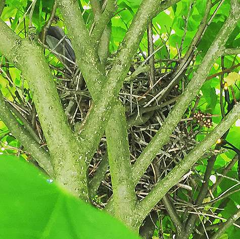 Полина Диброва рассказала поклонникам, что недавно обнаружила гнездо на одном из деревьев в саду. Фото: Instagram.com/polinadibrova.