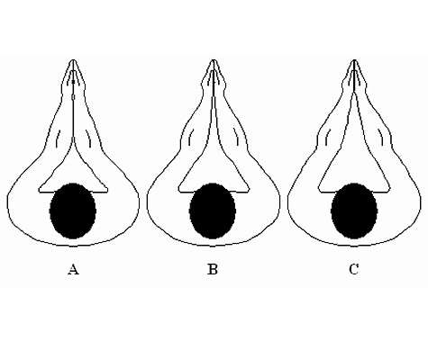 По способу прогиба рук также можно определить, насколько ваш потенциальный партнер будет активен в постели.