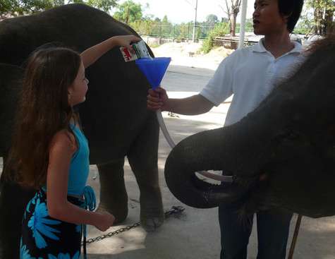 Тайские слоны, в отличие от самих тайцев, обожают молоко.
