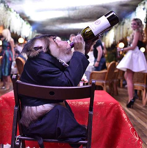 Изюминкой программы стала дрессированная шимпанзе, которая веселила публику, с которой постоянно фотографировались и которая даже пила вино из бутылки. Фото: Instagram.com/buzova86.