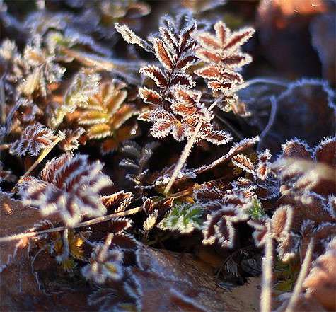 «Ноябрь, как никто другой, знает рецепт вафельного хруста первого льда». Фото автора. «Ноябрь, как никто другой, знает рецепт вафельного хруста первого льда». Фото автора.