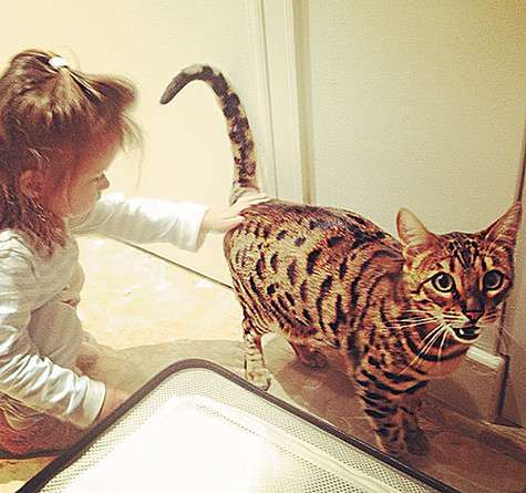 Виктория Боня решила завести кошку редкой породы саванна. Фото: Instagram.com.